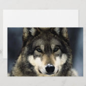 Wolf Portret Stationery Briefpapier (Voorkant / Achterkant)