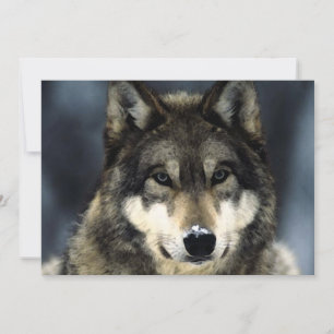 Wolf Portret Uitnodiging