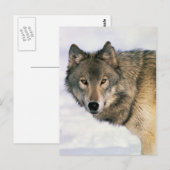 Wolf postards briefkaart (Voorkant / Achterkant)