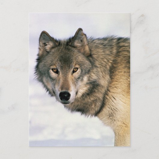 Wolf postards briefkaart (Voorkant)