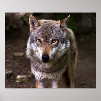 Wolf Poster