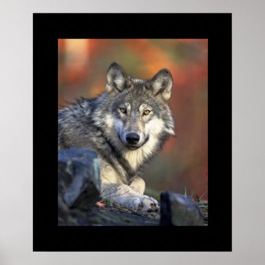 Wolf Poster (Voorkant)