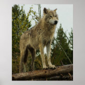 Wolf Poster (Voorkant)