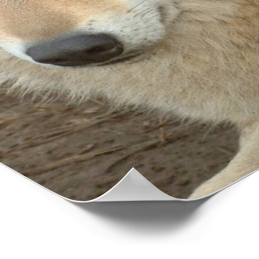 Wolf Poster Print (Hoek)