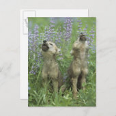 Wolf Puppies die in de weide lopen Briefkaart (Voorkant / Achterkant)