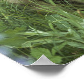 Wolf Puppies die in de weide lopen Poster (Hoek)