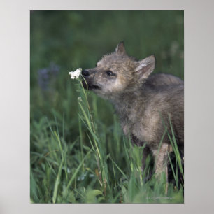 Wolf Puppy Sniffing Mountain Wildflower Poster