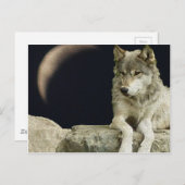 Wolf Relaxing Briefkaart (Voorkant / Achterkant)