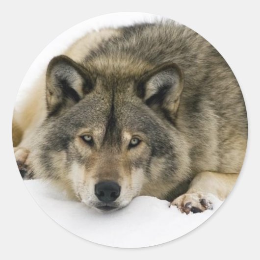 Wolf Ronde Sticker (Voorkant)