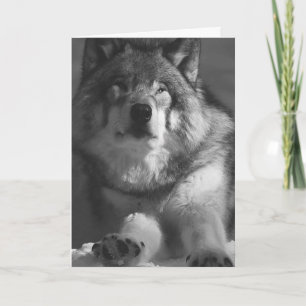 WOLF SNEEUWFOTOGRAFIE VERJAARDAG KAART