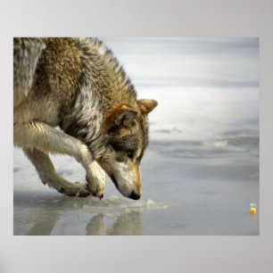 Wolf - Sneup op de kaas Poster