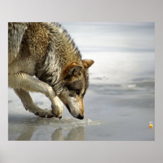 Wolf - Sneup op de kaas Poster (Voorkant)