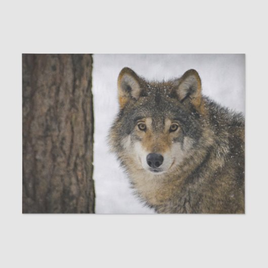 Wolf Snow-foto Tissuepapier (Voorkant)