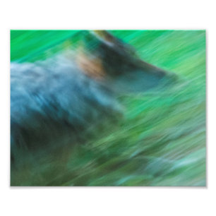Wolf Speed 10" x 8", Kodak Pro-fotopapier (Satin) Foto Afdruk