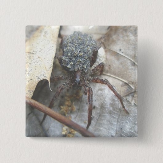 Wolf Spider Babies Hoesje Button (Voorkant)