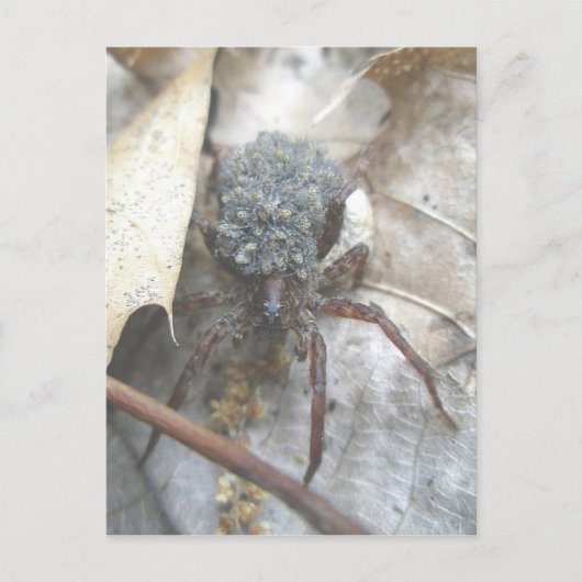Wolf Spider Baby Coque d'oeufs Carte postale (Devant)