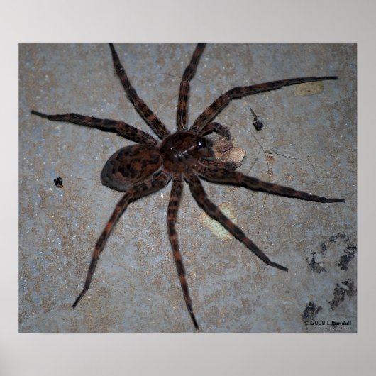 Wolf Spider poster (Voorkant)