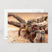 Wolf spin briefkaart (Voorkant / Achterkant)