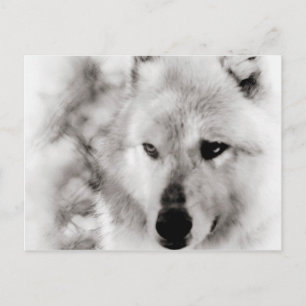 Wolf Spirit Briefkaart