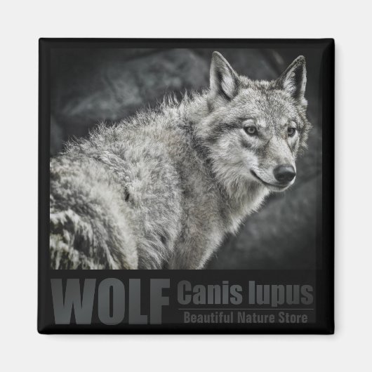 WOLF:Square Magnet Magneet (Voorkant)