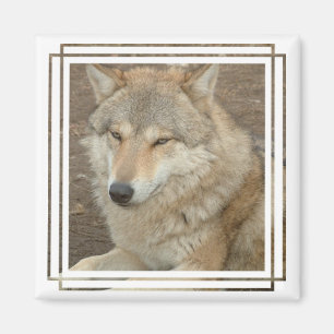 Wolf Square Magnet Magneet