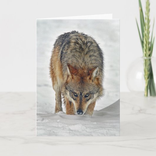 Wolf Stalking Kaart (Voorkant)