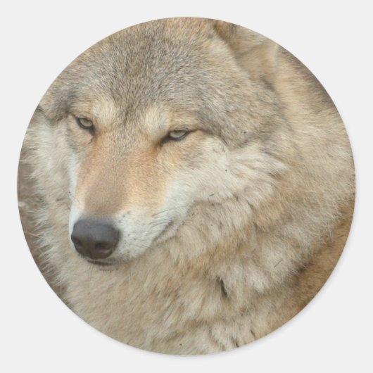 Wolf Sticker (Voorkant)
