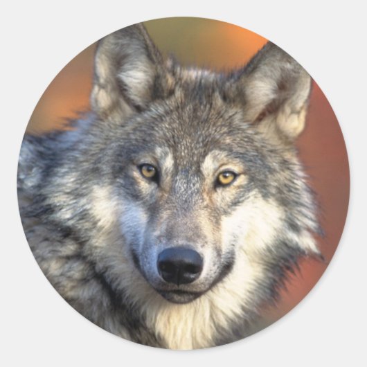 Wolf sticker (Voorkant)