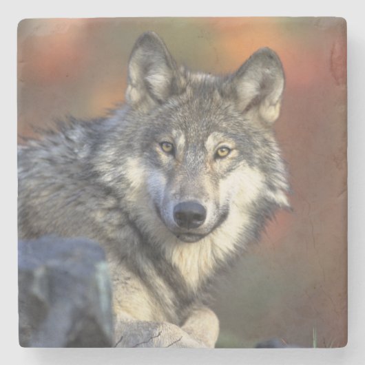 Wolf Stone Onderzetter (Voorkant)