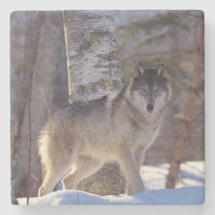 Wolf Stone Onderzetter