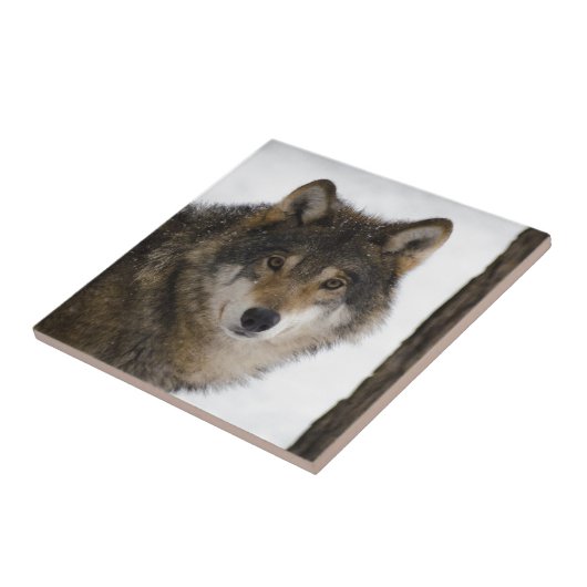 Wolf Tegeltje (Zijkant)