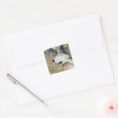 Wolf Vierkante Sticker (Envelop)