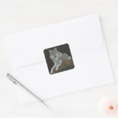 Wolf Vierkante Sticker (Envelop)