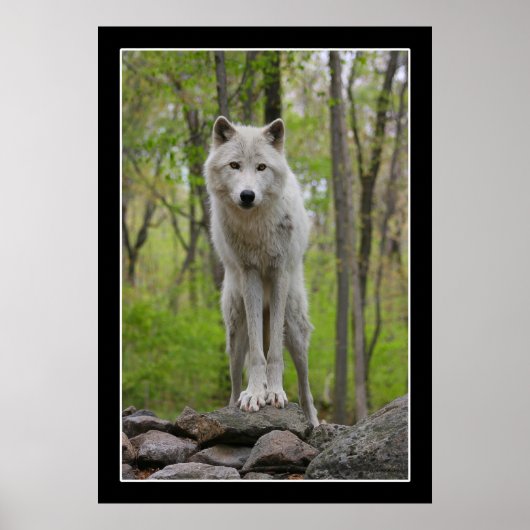 Wolf Watch Poster (Voorkant)