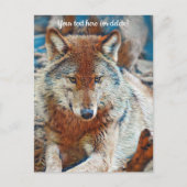 Wolf Wenskaart Briefkaart (Voorkant)