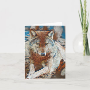 Wolf Wenskaart Kaart