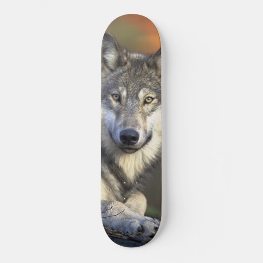Wolf Wisdom Skateboard (Voorkant)