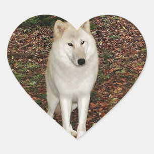 Wolf Wolven Natuur Park Land Dier Wild Bos Hart Sticker