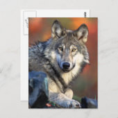 Wolffoto Briefkaart (Voorkant / Achterkant)