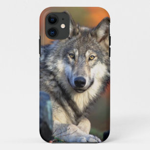 Wolffoto iPhone 11 Hoesje