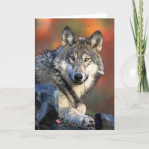 Wolffoto Kaart