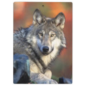 Wolffoto Klembord (Achterkant)