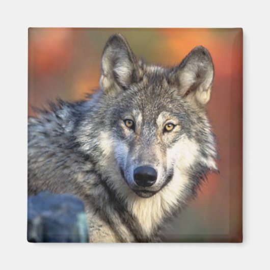 Wolffoto Magneet (Voorkant)