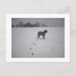 Wolfhound in sneeuw briefkaart