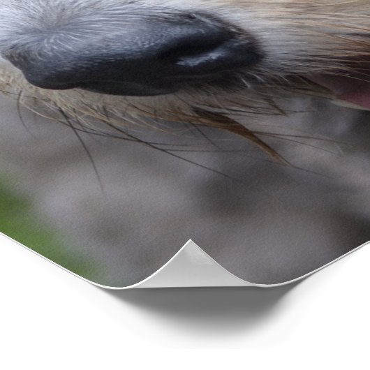 Wolfhound Poster (Hoek)