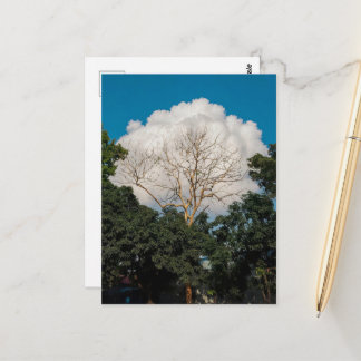 Wolk Boom Plat Kaart