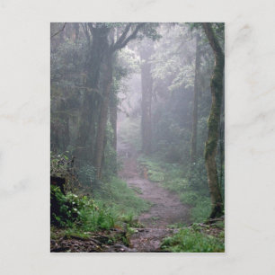 Wolkenbos, Mt. Kilimanjaro, Tanzania Briefkaart