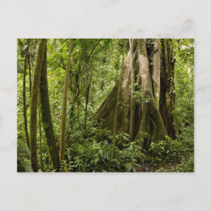 Wolkenwoud, Bosque de Paz, Costa Rica Briefkaart