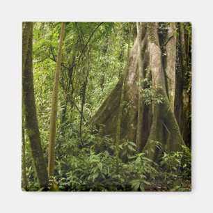 Wolkenwoud, Peace Rain Forest, Costa Rica Magneet
