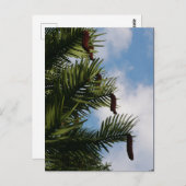 Wollemi Pine Tree Cones Briefkaart (Voorkant / Achterkant)